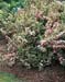 Weigela florida ´Nana Variegata´