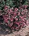 Weigela florida ´Purpurea´