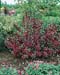 Weigela florida ´Victoria´