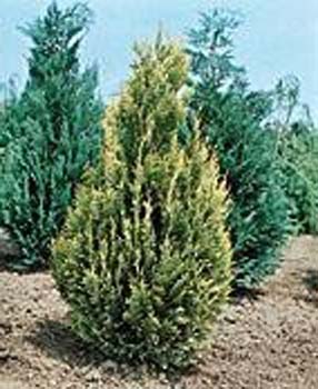 Chamaecyparis lawsoniana ´Alumii Gold´