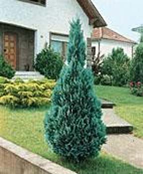 Chamaecyparis lawsoniana ´Alumii´