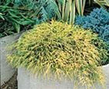 Chamaecyparis pisifera ´Sungold´