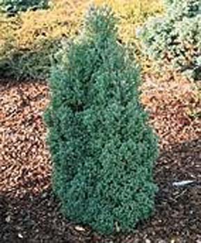Chamaecyparis thyoides ´Red Star´