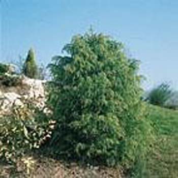 Cryptomeria japonica ´Elegans Viridis´