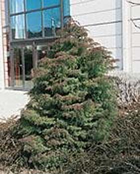 Cryptomeria japonica ´Elegans´