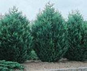 Cupressocyparis Leylandii Herculea ® ´Miniver´