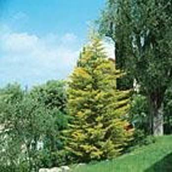 Cupressus macrocarpa ´Lutea´