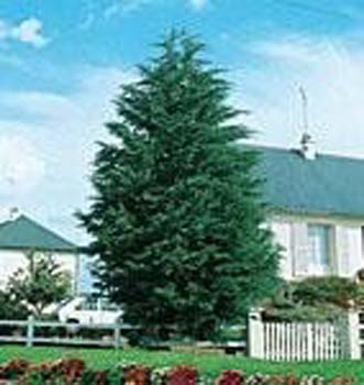 Cupressus macrocarpa