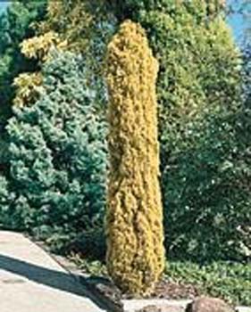 Cupressus sempervirens ´Swane´s Golden´