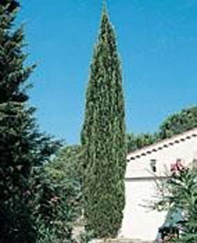 Cupressus sempervirens Sancorey