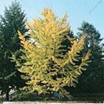 Ginkgo biloba