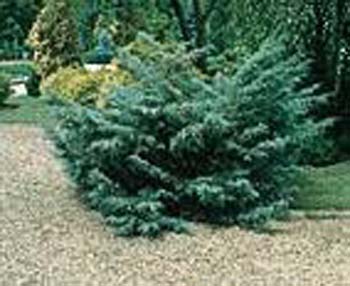 Juniperus X media ´Hetzii´