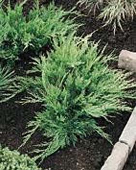 Juniperus X media ´Mint-Julep´
