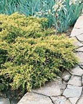 Juniperus X media ´Old Gold´