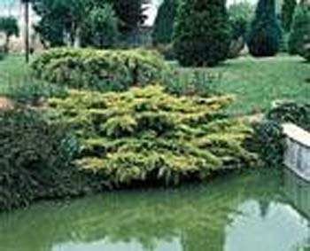 Juniperus X media ´Pfitzeriana Aurea´