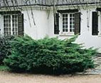Juniperus X media ´Pfitzeriana´