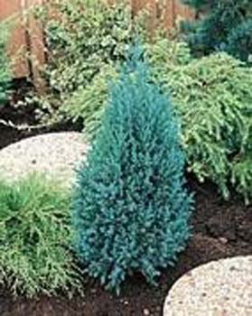 Juniperus chinensis ´Stricta´