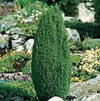 Juniperus communis ´Compressa´