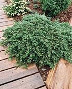 Juniperus communis ´Green Carpet´