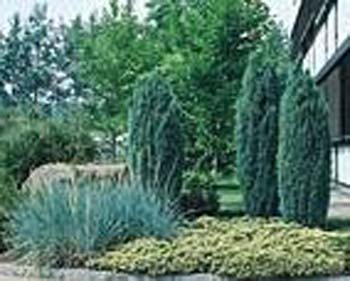 Juniperus communis ´Hibernica´