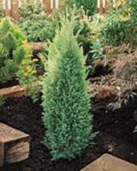 Juniperus communis ´Suecica´