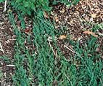 Juniperus horizontalis ´Emerald Spreader´