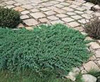 Juniperus procumbens ´Nana´