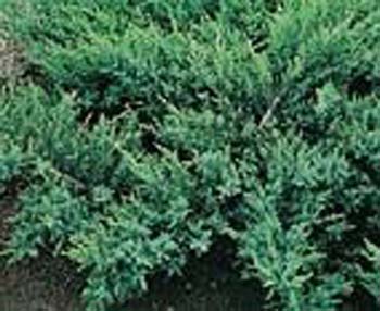 Juniperus sabina ´Rockery Gem´