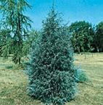Juniperus scopulorum ´Springbank´