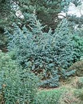 Juniperus squamata ´Meyeri´