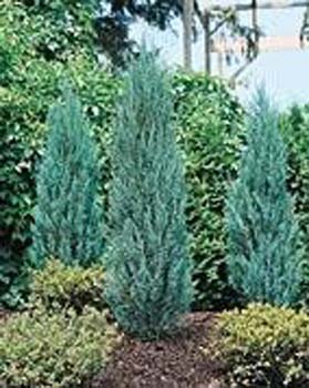 Juniperus virginiana ´Grey Owl´