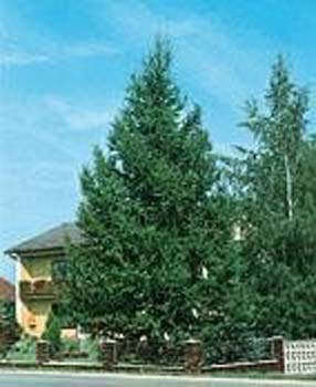 Larix decidua