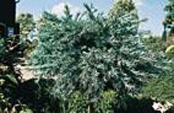 Larix kaempferi ´Blue Dwarf´