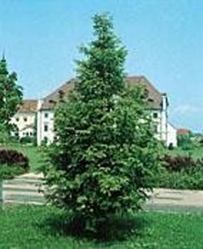 Metasequoia glyptostroboides