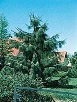 Picea Breweriana