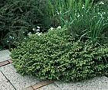 Picea abies ´Nidiformis´