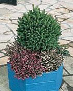 Picea abies ´Remontii´