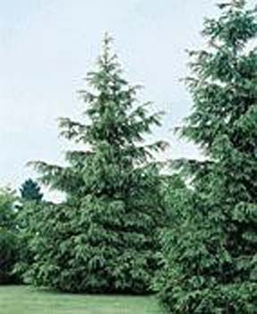 Picea abies