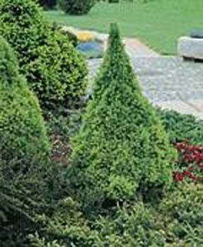 Picea glauca ´Conica´