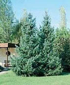 Picea omorika
