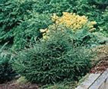 Picea orientalis ´Gracilis´