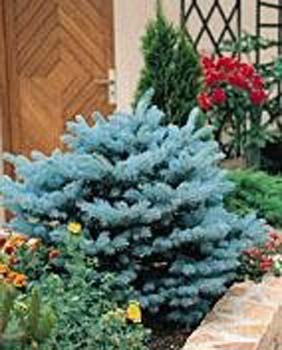 Picea pungens ´Glauca Globosa´