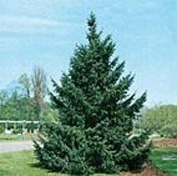 Picea sitchensis