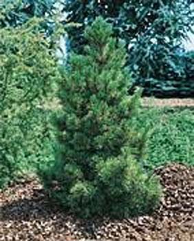 Pinus cembra