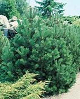 Pinus leucodermis ´Satellit´