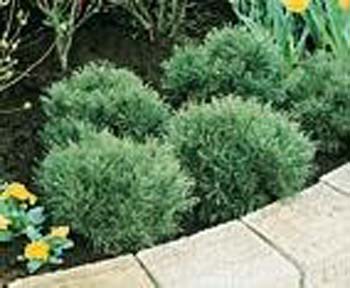 Pinus mugo ´Gnom´