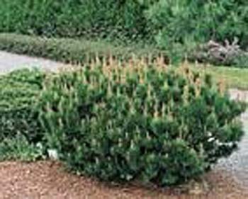 Pinus mugo var. mughus