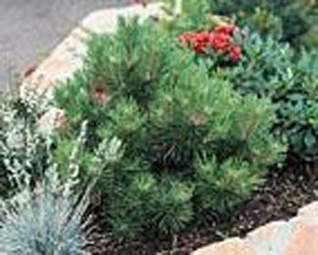 Pinus nigra ´Nana´