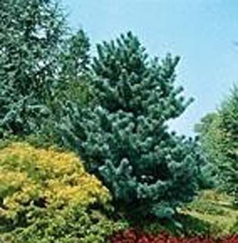 Pinus parviflora ´Glauca´