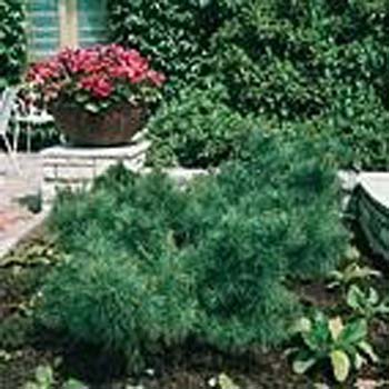 Pinus strobus ´Radiata´